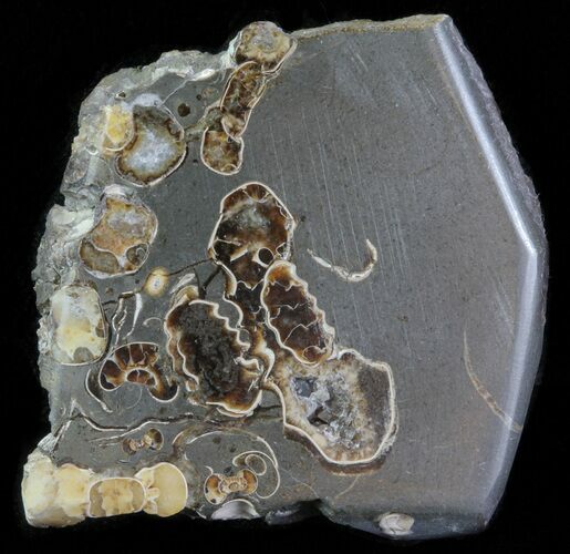 Polished Ammonite Fossil Slab - Marston Magna Marble #63815